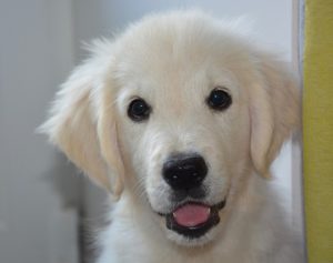 How much to Golden Retriever puppies cost