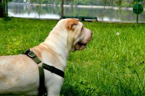 Prong Collars For Dogs