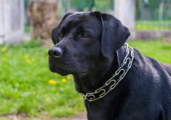 Dogs with Prong Collars