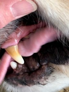 Why use an ultrasound toothbrush for dogs
