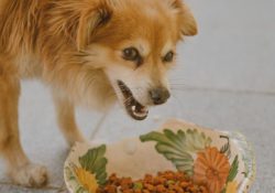 Dry dog food vs fresh dog food