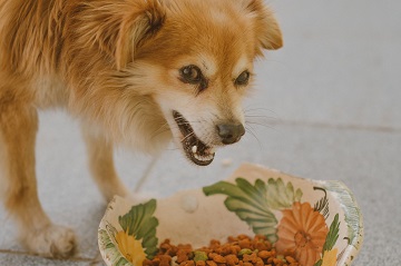 Dry dog food vs fresh dog food