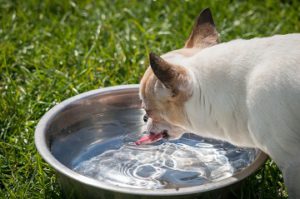 Excessive Vitamin D In Dog Food
