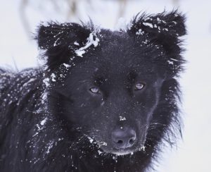 Preventing dogs from frostbite