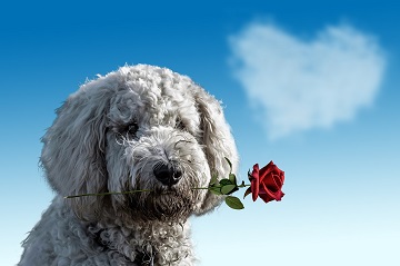 Valentine's Gifts for dogs