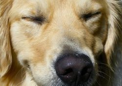What is the Golden Retriever Personality