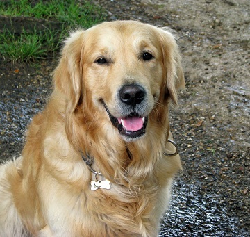 Do Golden Retrievers Smile