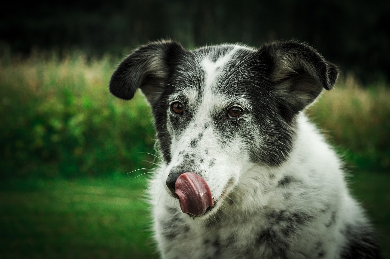 Why is my dog's nose dry