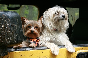 Dog car sickness remedies