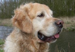 Hip dysplasia and Golden Retrievers