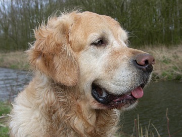 Hip dysplasia and Golden Retrievers