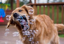 safe bubbles for dogs