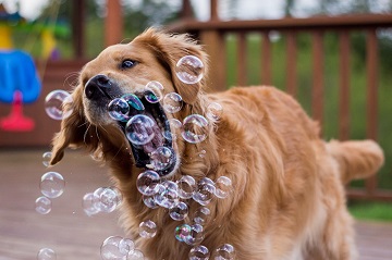 safe bubbles for dogs