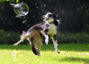 safe bubbles for dogs
