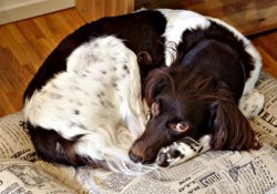 Barksbar dog bed