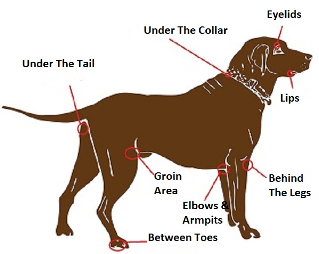 How to remove ticks on dogs