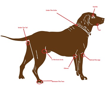 How to remove ticks on dogs