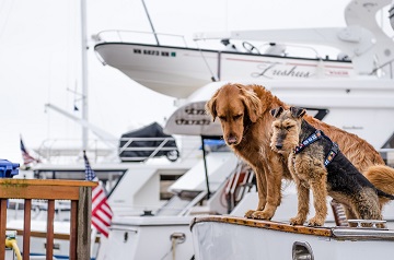 dogs on boats