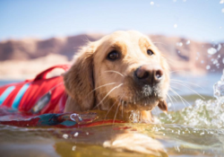 Ruffwear Dog Life Jacket