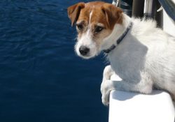 Dog ramps for boats