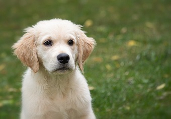 Checklist for a new puppy