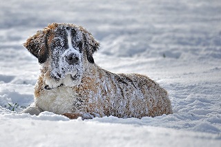 Best winter dog coat