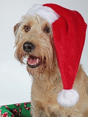 Christmas Gifts For Dogs