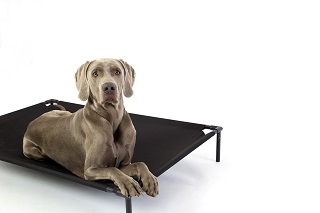 Best elevated dog beds for large dogs