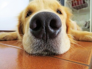 What a healthy dog nose should look like