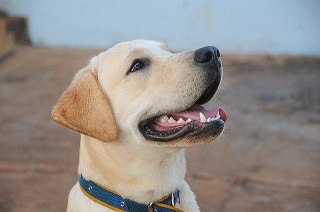 Clean dog's teeth without brushing