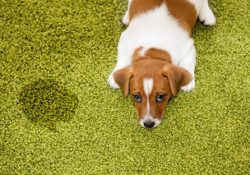Remove dog stains on carpet
