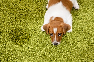 how do you get dog vomit stains out of carpet