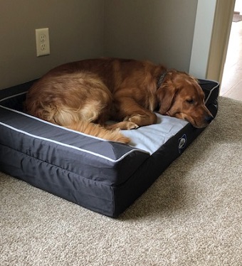 Sealy Orthopedic Dog Bed