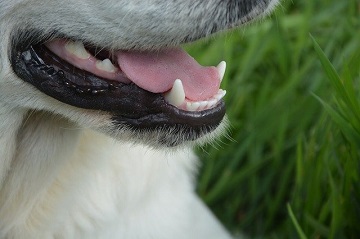 Best Dog Treats that Clean Teeth